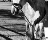 MURMULLO: Un jeune cheval de grande taille