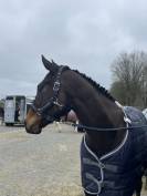 Pur-Sang 8 ans pour CSO/CCE