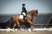 Hongre - Hanovrien - 7 ans - Dressage- France