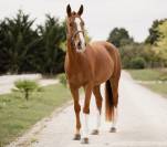 Hongre - Hanovrien - 7 ans - Dressage- France