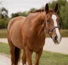 Hongre - Hanovrien - 7 ans - Dressage- France