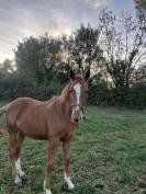 Superbe Selle fran&ccedil;ais originel 2 ans 