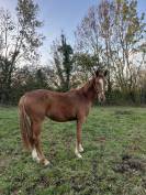 Superbe Selle fran&ccedil;ais originel 2 ans 