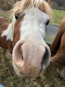 Welsh part-bred 3 ans