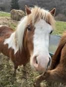 Welsh part-bred 3 ans