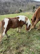 Welsh part-bred 3 ans