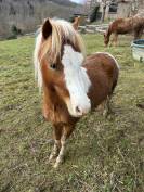 Welsh part-bred 3 ans