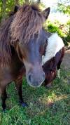 Poneys type Shetland 2 ans