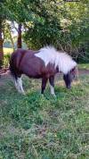Poneys type Shetland 2 ans