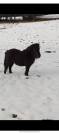 Poneys type Shetland