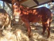 Pouliche OC origine NF