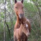 Pouliche OC origine NF