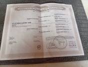 Quarter horse jeune d&eacute;bourr&eacute; 