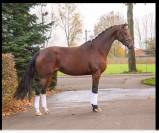 Pouliniere dressage 