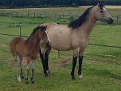 PONETTE  D  2 ans origines allemandes