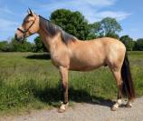 OLIVIO ANGOSTURA, superbe hongre PRE isabelle de 5 ans