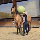 OLIVIO ANGOSTURA, superbe hongre PRE isabelle de 5 ans