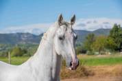 Hongre - Lipizzan - 12 ans - Dressage - France