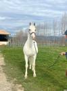 Hongre - Lipizzan - 12 ans - Dressage - France