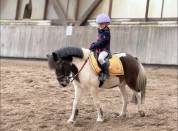 Poney &agrave; louer 