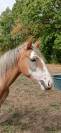Filly French Saddle Pony For sale 2025 Chesnut