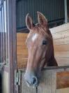 Jeune cheval &agrave; confier pour sport 