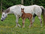 Cessation d&rsquo;&eacute;levage - Poulini&egrave;re 