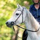 Jument pur sang arabe 10 ans - Loisir