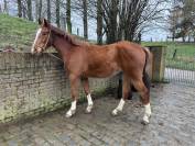 Poulain 3 an Junior du seigneur X Nagasaki sitte 