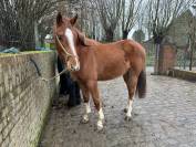 Poulain 3 an Junior du seigneur X Nagasaki sitte 