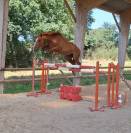 Selle fran&ccedil;ais de 5ans