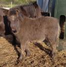 Pouetpouet d'Arquetan