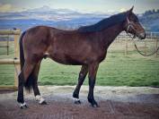 M&acirc;le selle fran&ccedil;ais 2 ans origines sport gentil