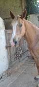 PONEY PFS 5 ANS