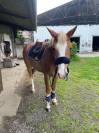 PONEY PFS 5 ANS