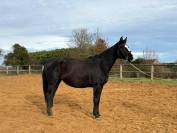 Top poulini&egrave;re 