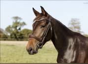 A vendre jument SF 5 ans en 2026