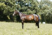 A vendre jument SF 5 ans en 2026