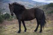 Jument ONC Merens x Lusitanien 5 ans 1m45