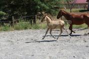 Pouliche oc inscriptible au PFS poney fran&ccedil;ais de selle