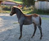 Poulain pfs poney fran&ccedil;ais de selle 