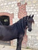 Poulini&egrave;re frisonne pleins papiers gestante