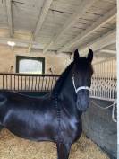 Poulini&egrave;re frisonne pleins papiers gestante