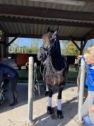 Poulini&egrave;re frisonne pleins papiers gestante