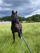 Poney &agrave; louer ou confier 