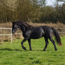 Magnifique jeune &eacute;talon frison