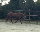 Magnifique Cheval de 4 ans