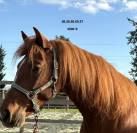 Magnifique Cheval de 4 ans