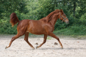 Magnifique Cheval de 4 ans