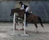 Hongre 8 ans selle fran&ccedil;ais 